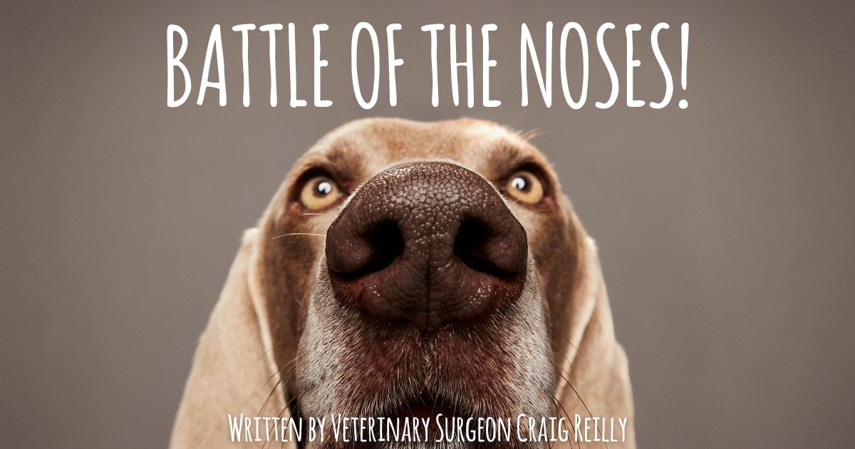 Battle of The Noses