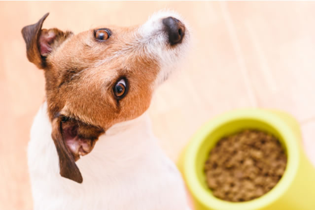 Does my Dog have a Gluten intolerance?