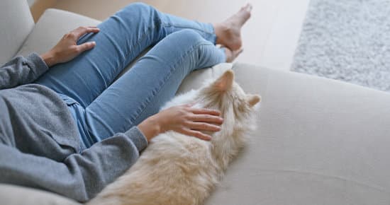 Minding your pet's mental health