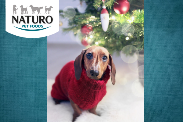 Canine Christmas: Have you made their list and checked it twice? 