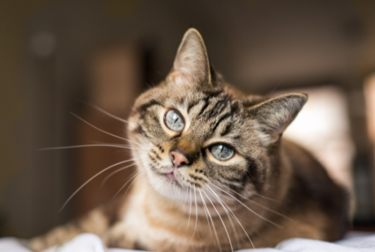 Cat neutering: all you need to know