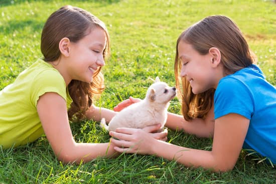 Training your dog to be child friendly