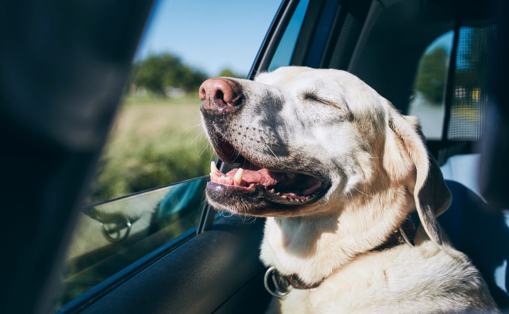 How to have a safe roadtrip with your four-legged friend 