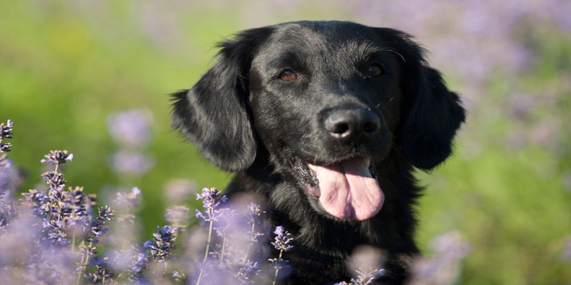 Common Garden flowers that are Dangerous to Dogs 