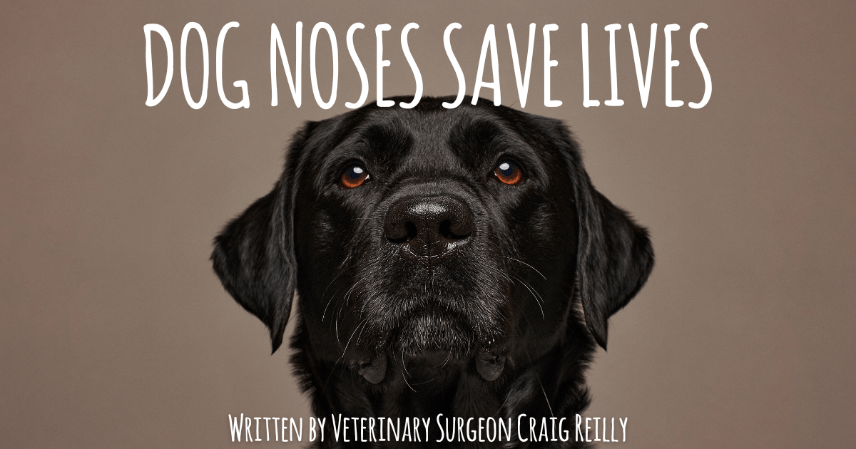 Dogs Noses Save Lives