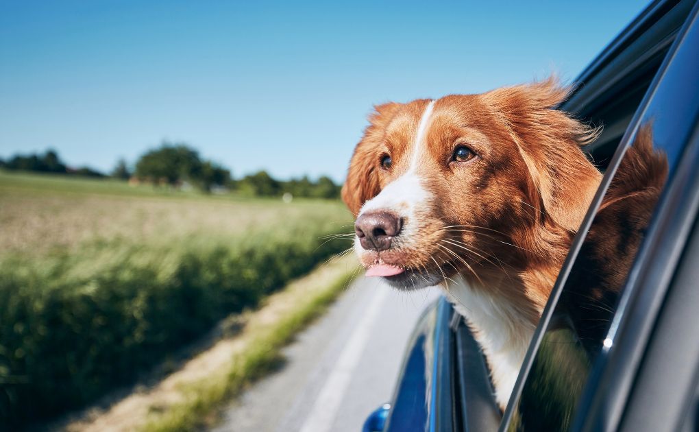 Adventure Ready: Tips for Stress-Free Trips with Your Dog
