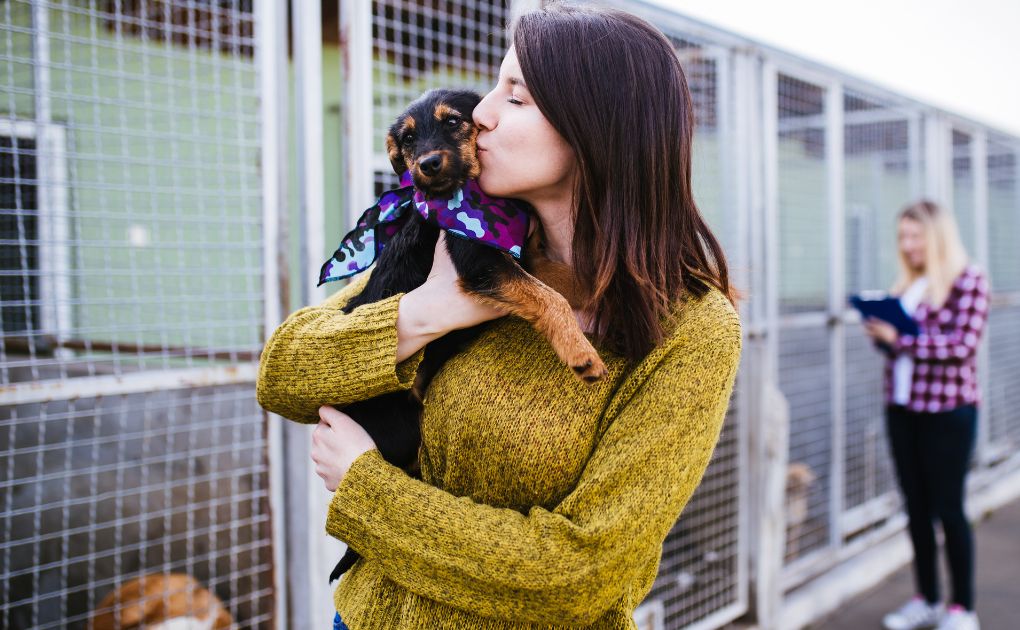 How You Could Help Your Local Pet Shelter